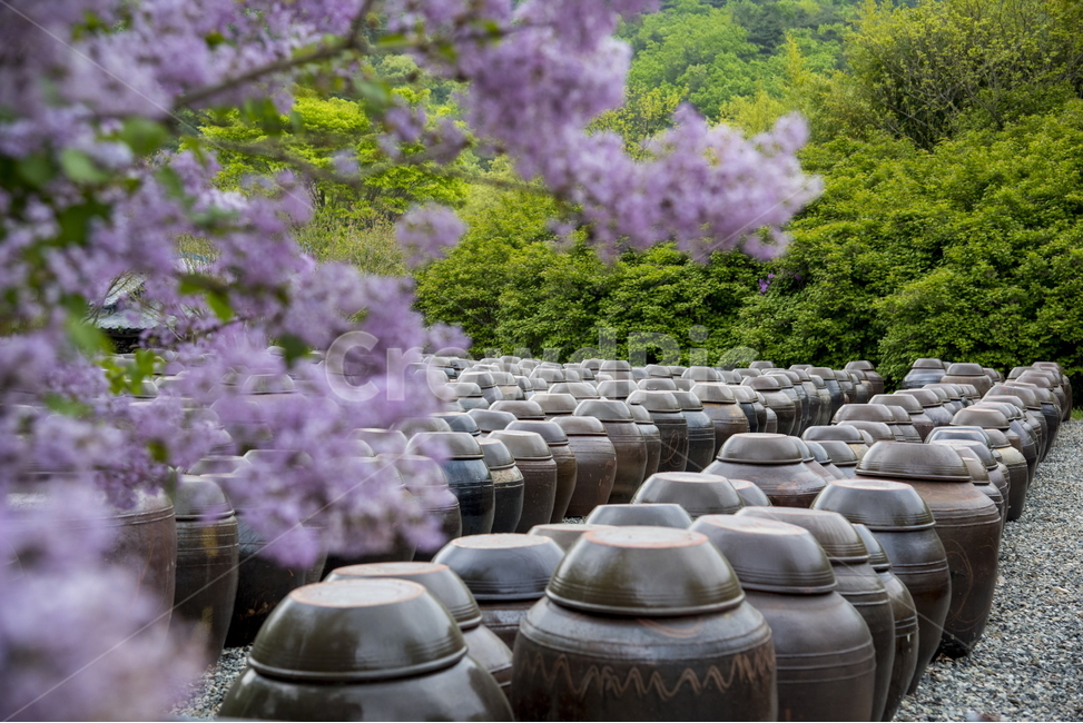 서운암,라일락,봄풍경,장독대,사찰,한국전통,한국문화,korean traditional,korean culture