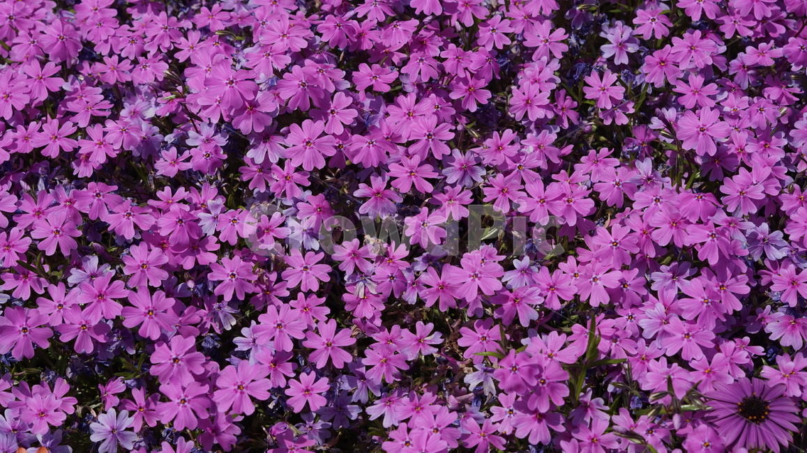 꽃,보라색,자주색,꽃잔디,지면패랭이꽃,관상용,flower