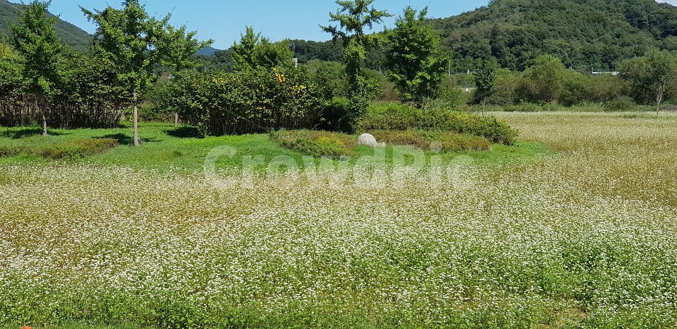 나무,들판,자연,풍경,맑음