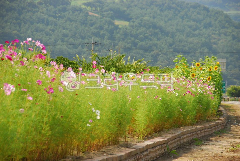 꽃길,풍경,가을풍경,꽃길풍경,자연,자연풍경,자연환경,시골길,시골풍경