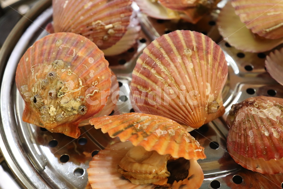 seashell,조개,음식,food,clam,대합,가리비,해물,seafood,조개찜,먹방,해산물,요리,수산물,음식,식재료,요리,food,cook,meal,dishes,food reserves,수산물,해산물,fishery products,seafood