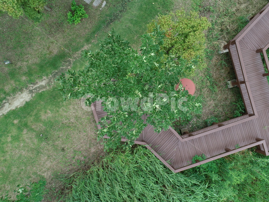 plant,식물,grass,잔디,다리