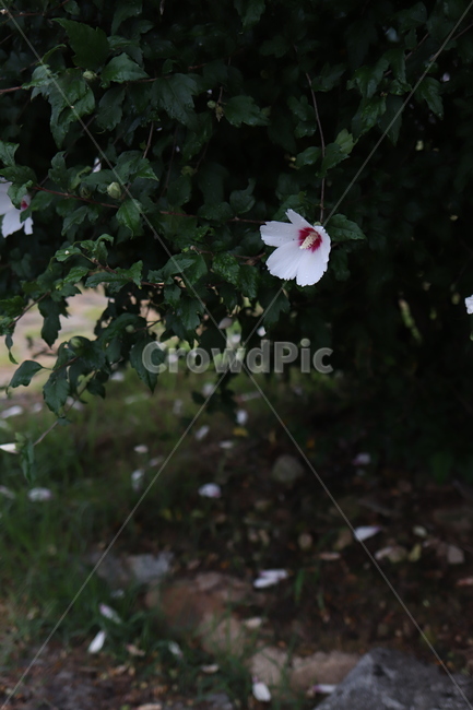무궁화,국화,꽃,flower,plant,식물,blossom,roseofsharon,green,초록,가지,잎,빨강,재배,화단,정원,낙엽,꽃잎