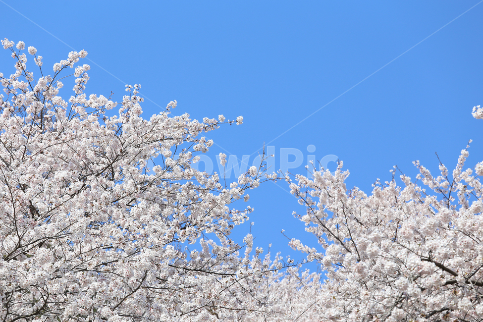 벚꽃,벚나무,파란하늘,cherryblossom,bluesky,cherryblossomtrees,spring,봄,봄꽃,식물,자연,plants,nature,꽃,flower