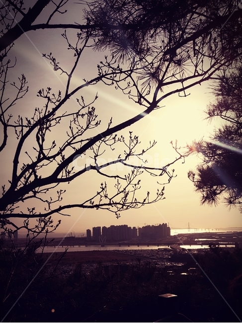 바다도시,나뭇가지,햇빛,빌딩들,역광,자연,풍경,nature,landscape,sunlight,outdoors,옥외,light,빛,flare,플레어