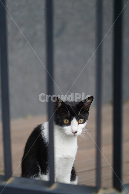 고양이,얼룩이,동물,포유류,펫,애완동물,눈동자,산책,길거리,동물,animal,포유류,mammal,고양이,cat,kitten,kitty