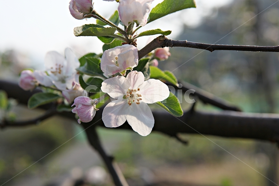 사과꽃,사과나무,과수원,봄꽃,꽃,잎,꽃잎,봄식물,개화
