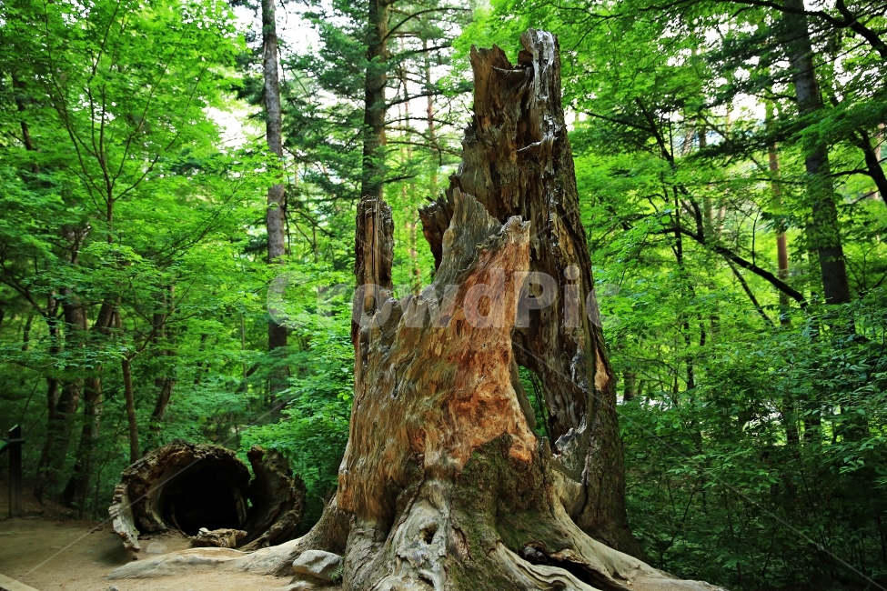 생명,월정사,천년나무숲길,오대산,고목,식물,자연,plants,nature,나무,trees,wood