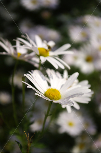 구절초,꽃,식물,flower,plant