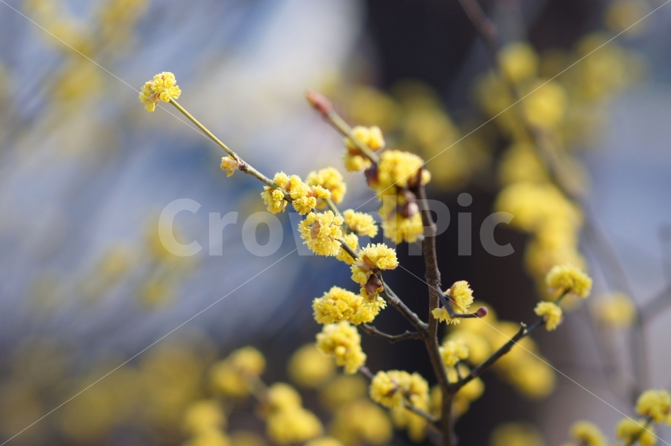 꽃,꽃사진,봄,봄꽃,봄풍경,노란꽃,산수유,식물,자연,plants,nature,봄,계절,spring,season,꽃,flower,plant