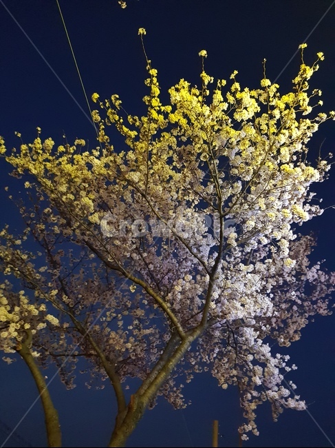 조명,벚꽃,밤하늘,밤,밤벚꽃,온천천,부산