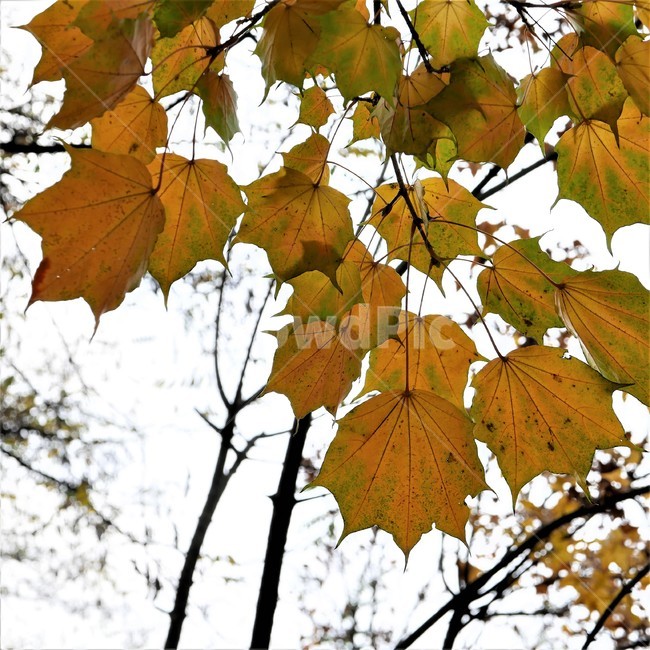 가을,단풍,나무,식물,정경,가을,계절,fall,autumn,season,식물,자연,plants,nature,plant,leaf,잎,tree,veins,정맥