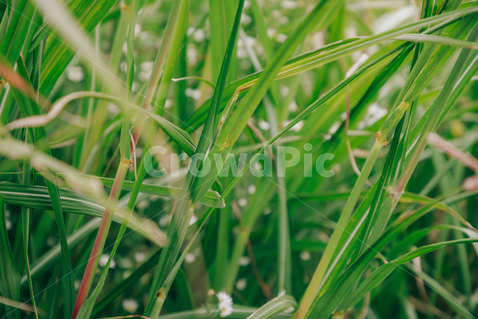 갈대,가을,식물,자연,초록,억새,식물,자연,plants,nature