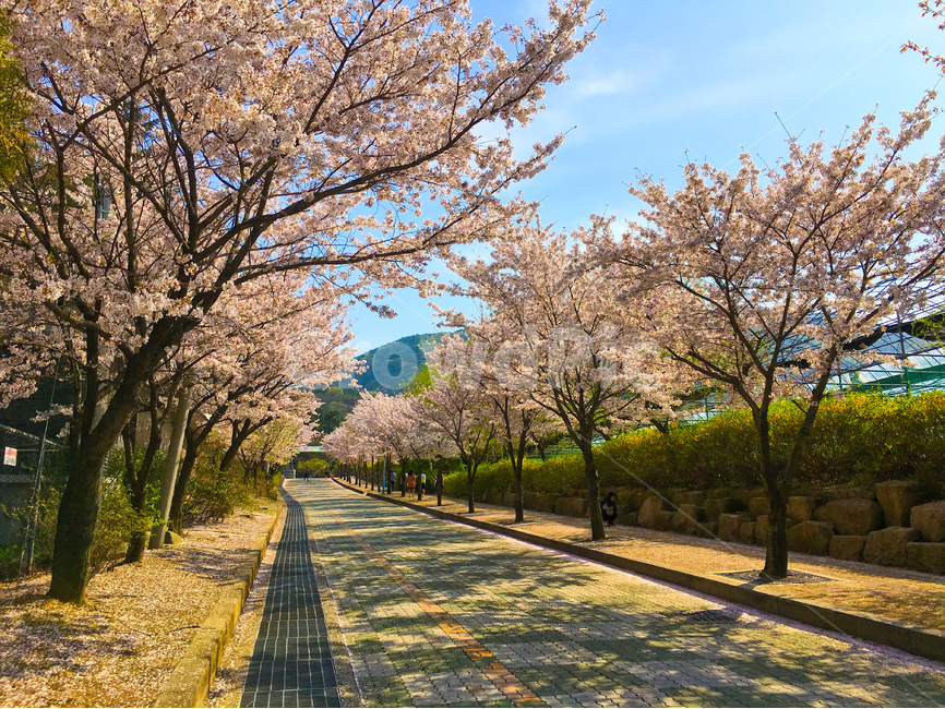 벚꽃,벚나무,봄,봄꽃,cherryblossom,spring,꽃,flower,springflowers,꽃놀이,벚꽃놀이,여행,trip,travel,하늘,푸른하늘,파란하늘,sky,bluesky,cherryblossoms,만개,blossom,풍경,landscape,봄풍경,springlandscape,봄이미지,봄사진,식물,plant,자연,nature,natural,야외,공원,계절,활짝핀,나무,나뭇가지,아름다운,예쁜,아름답다,아름다움,예쁘다,성장,햇빛,햇살,밝은,밝다,우아한,우아하다,우아함,순수,순수한,배경,바탕,백그라운드,background,꽃잎,petal,핑크,핑크색,pink,white,흰색,화이트,beautiful,tree,한국,korea,아시아,asia,봄,계절,spring,season,식물,자연,plants,nature,나무,trees,wood