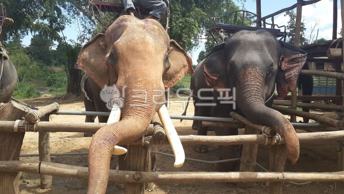 thailand elephant,thailand,animal,wild animals,elephant