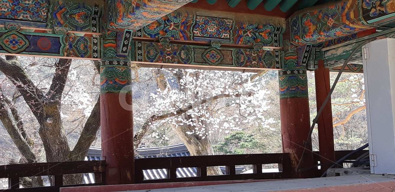 풍경,자연풍경,꽃,봄,landscape,flower,spring,한국전통,한국문화,korean traditional,korean culture,건축물,건물외관,exterior,building,structure,architecture,construction