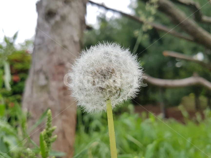 식물,flower,꽃,씨,민들레,민들레씨