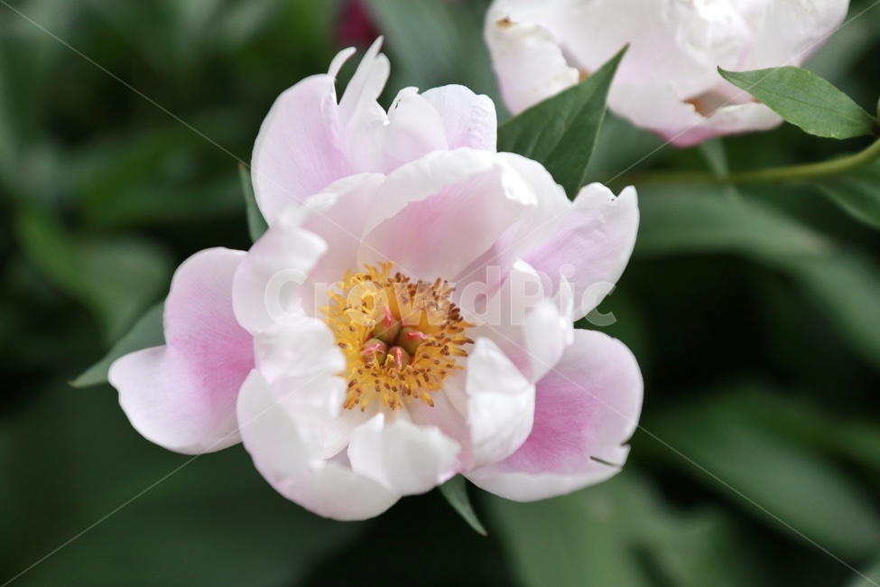 꽃,분홍꽃,꽃밭,정원,flower,garden,식물,plant,여름,summer,봄,spring,풍경사진,landscape,공원,식물,자연,plants,nature,꽃,flower