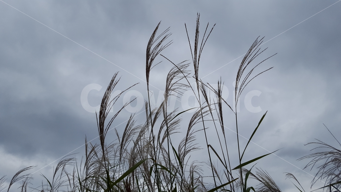 식물,억새,풀,억새풀,꽃,silvergrass,식물,자연,plants,nature