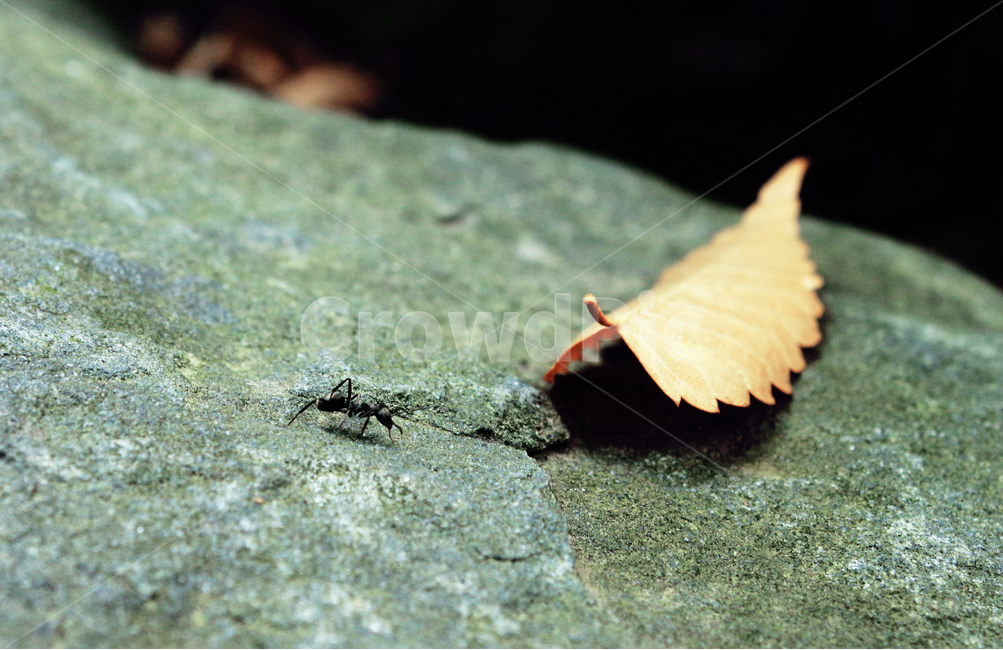 개미,바위,곤충,나뭇잎,일개미,동물,animal,곤충,벌레,insect,bug