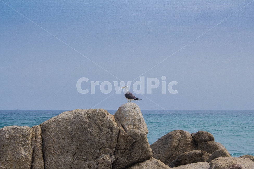 갈매기,새,bird,animal,동물,seagull,바다,see,파도