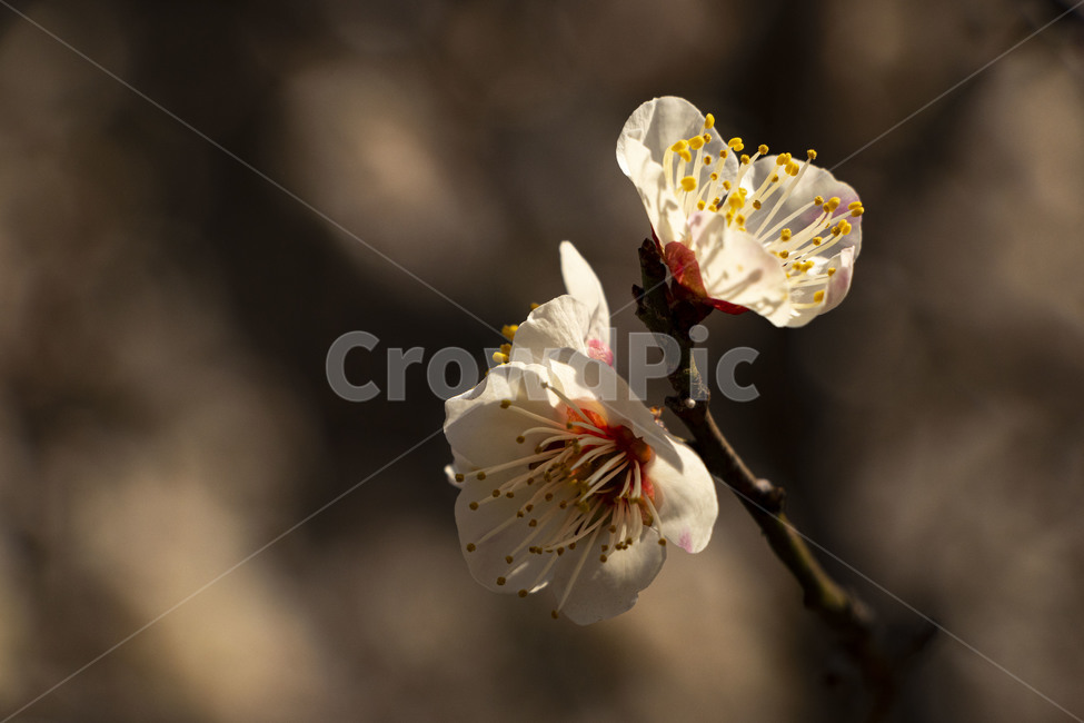 매화,매화꽃,백매화,plumblossom,whiteplumblossom,봄꽃,식물,plant,봄,계절,spring,season
