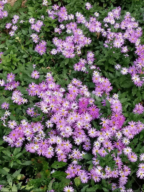 plant,flower,식물,꽃,blossom,보라색꽃,송엽국,사철채송화,식물,자연,plants,nature,꽃,flower