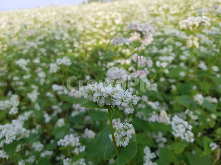 메밀,메밀꽃,식물,plant,꽃,식물,자연,plants,nature,꽃,flower