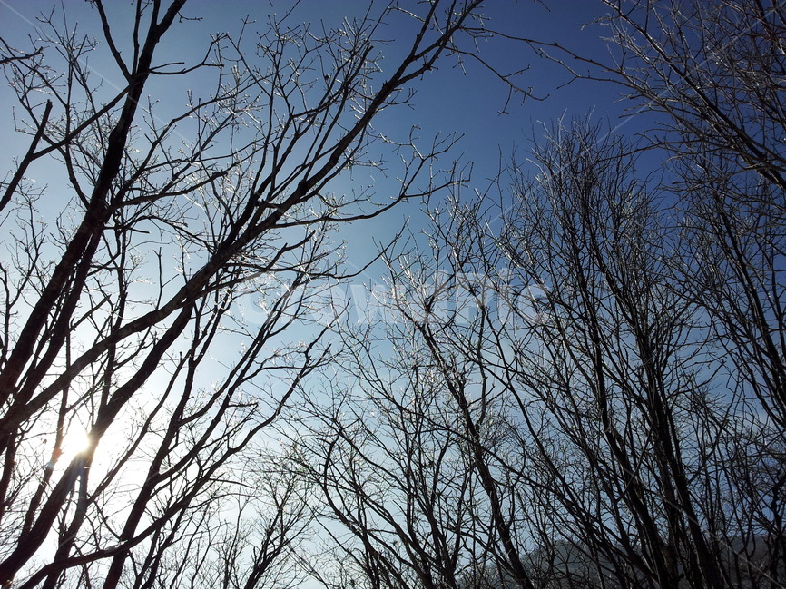 겨울,눈,계절,하늘,나무,겨울,계절,winter,season,자연,풍경,nature,landscape,식물,plants,나무,trees,wood,plant,tree,tree trunk,나무 줄기