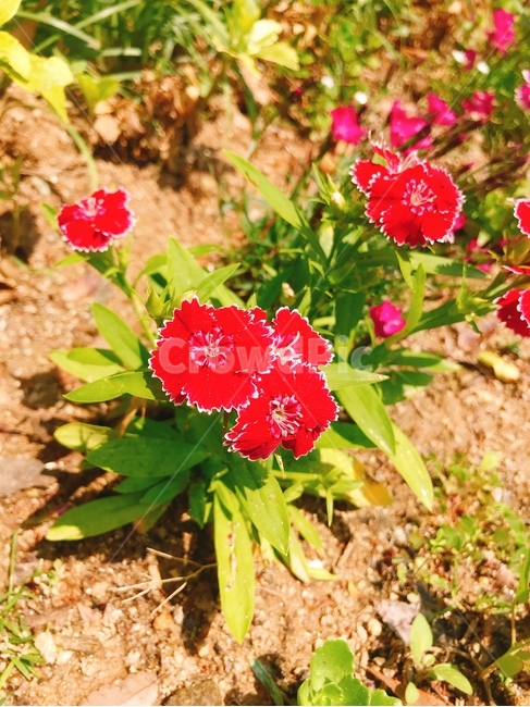 꽃,flower,plant,식물,들꽃,식물,자연,plants,nature,꽃,flower