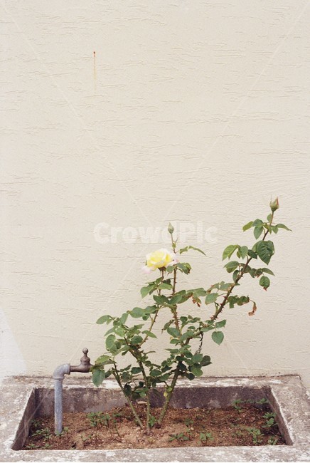 꽃,식물,장미,한적함,봄,초록색,감성,필름사진,자연,식물,자연,plants,nature