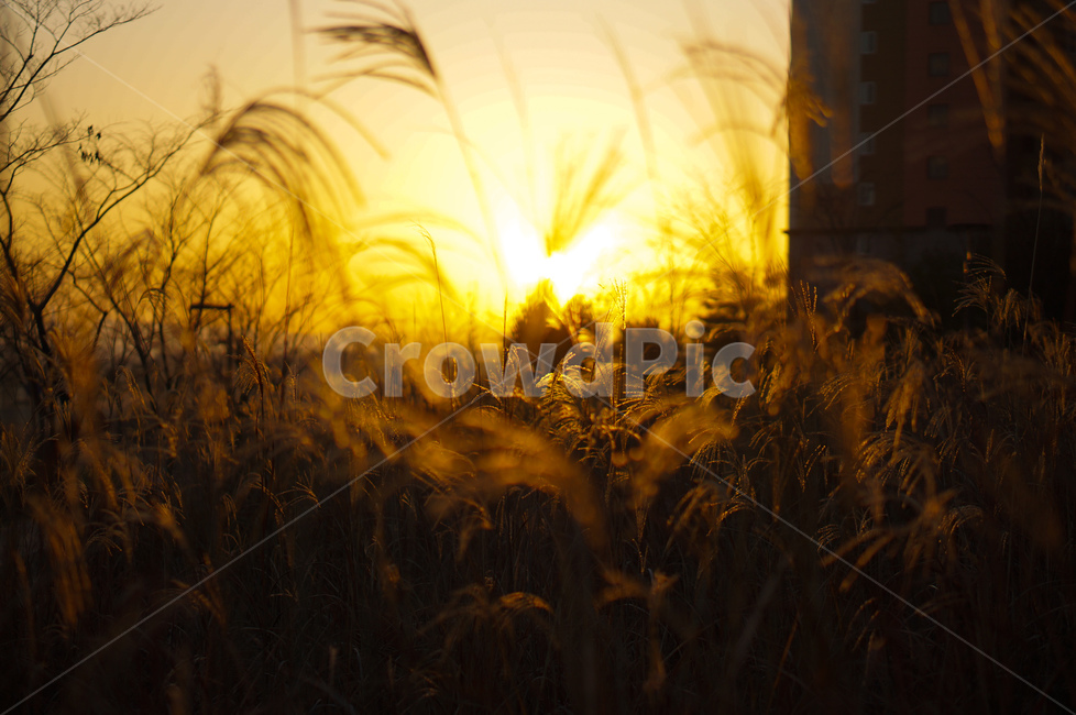 억새,햇빛,역광,감성,가을,light,빛,flare,플레어,plant,식물,grass,잔디