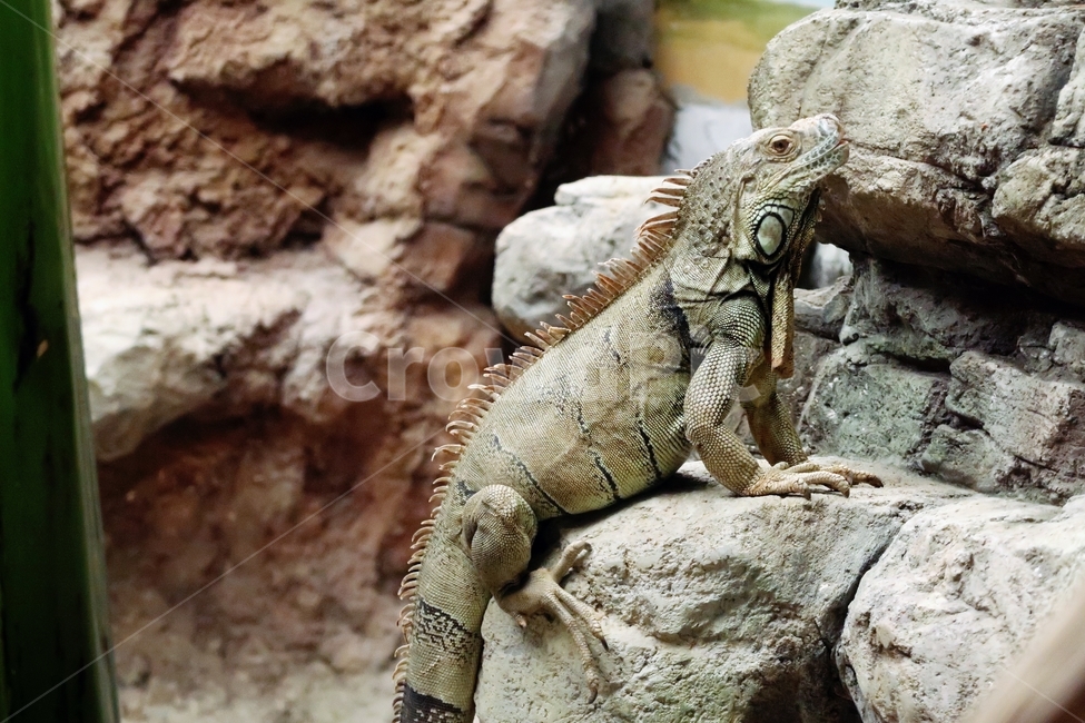 동물원,도마뱀,파충류,lizard,옆모습,동물,animal,파충류,양서류,reptile,amphibian