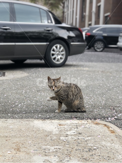 동물,고양이,포유류,산고양이,앉아있는고양이,동물,animal,포유류,mammal,고양이,cat,kitten,kitty