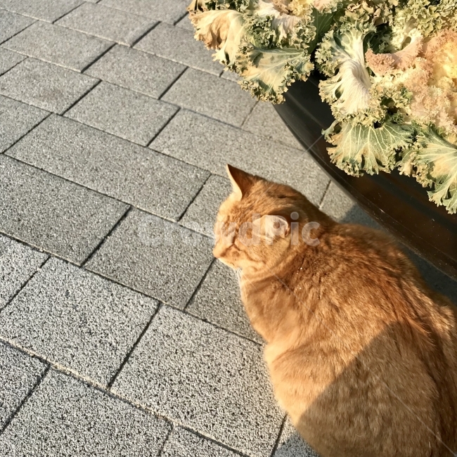 고양이,동물,cat,kitten,animal,길고양이,풍경,landscape,배경,화분,사물,동물,animal,포유류,mammal,고양이,cat,kitten,kitty