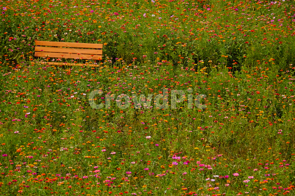 꽃,식물,가을,자연,야생,벤치,공원,풍경,가을,계절,fall,autumn,season,grassland,목초지,field,들,outdoors,옥외,nature,rural,농촌,farm,농장,meadow
