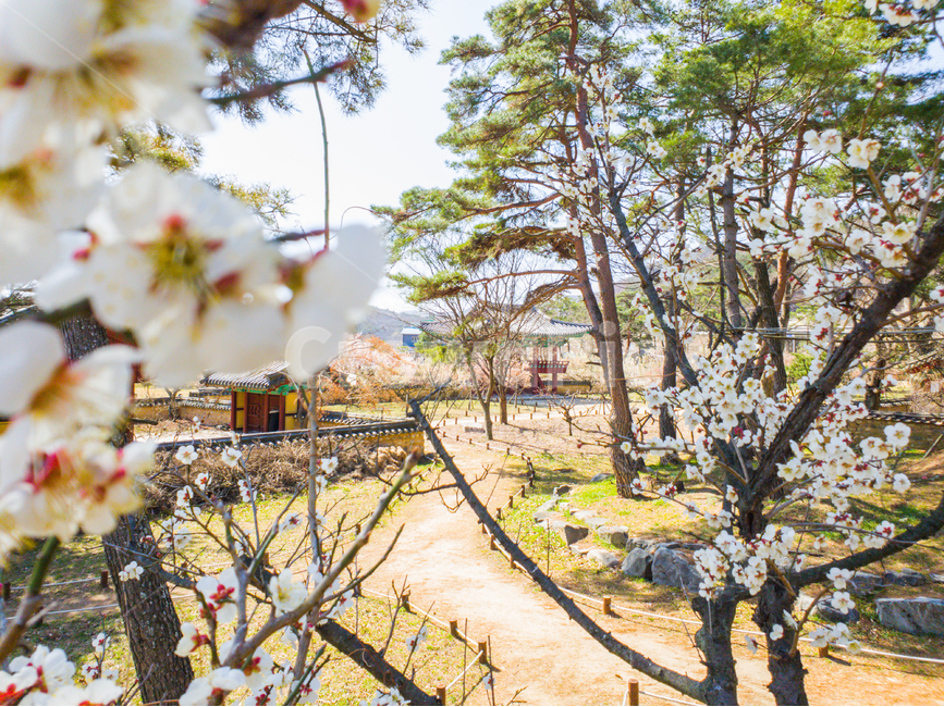 봄,봄꽃,계절,하늘,꽃,자연,잔디,grass,land,식물,tree,매화,매화나무,나무,민들레