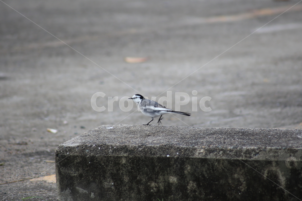 할미새,새,조류,동물,wagtail,동물,animal,조류,새,birds