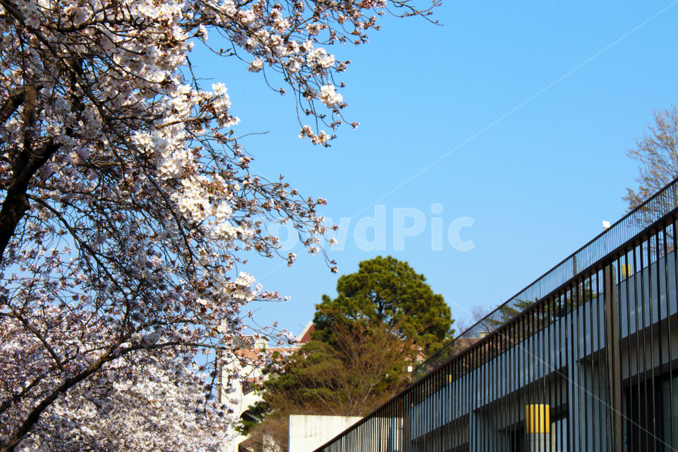 건물,벚꽃,벚나무,봄,경북대학교,경북대,대구,한국,캠퍼스,대학교,학교,나무