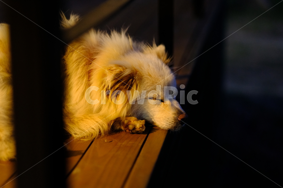 강아지,동물,수면,잠,평화,동물,animal,포유류,mammal,개,강아지,dog,doggy