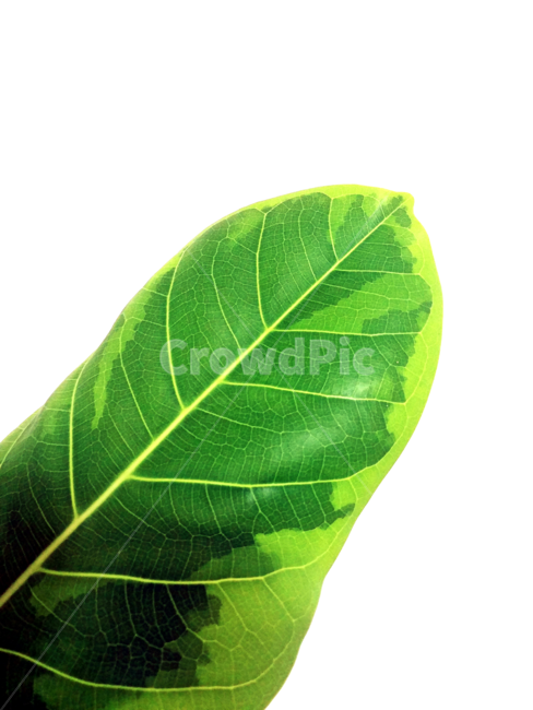 잎,leaf,plant,식물,veins,정맥,홀잎,이파리,낱장