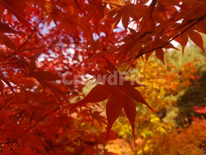 단풍나무,단풍잎,leaf,식물,나무,가을,가을,계절,fall,autumn,season,식물,자연,plants,nature,plant,잎,tree,maple,단풍