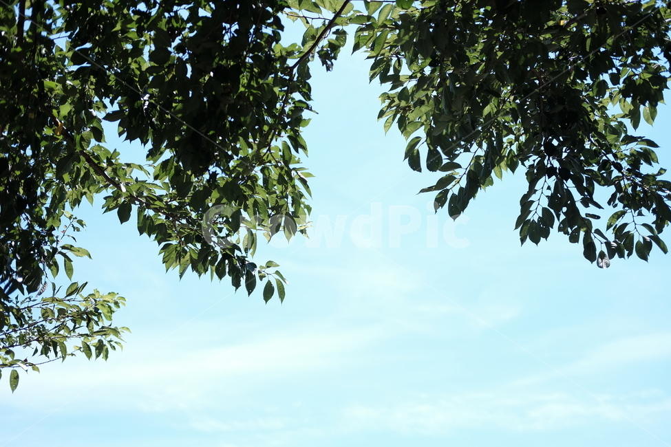 나무,풀,하늘,여름,바람,선선한,자연,자연,풍경,nature,landscape,tree,plant,식물,vegetation,초목