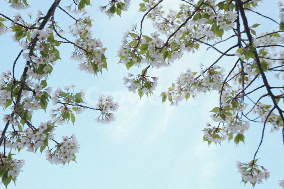 봄,벚꽃,cherryblossoms,flower,꽃,봄,계절,spring,season,식물,자연,plants,nature,꽃,flower,plant,outdoors,옥외