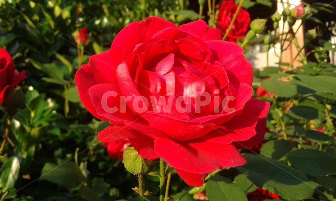 장미,꽃,로즈,붉은,붉은색,레드,식물,5월,감성,사랑,rose,flower,plants,may,love,식물,자연,plants,nature,꽃,flower