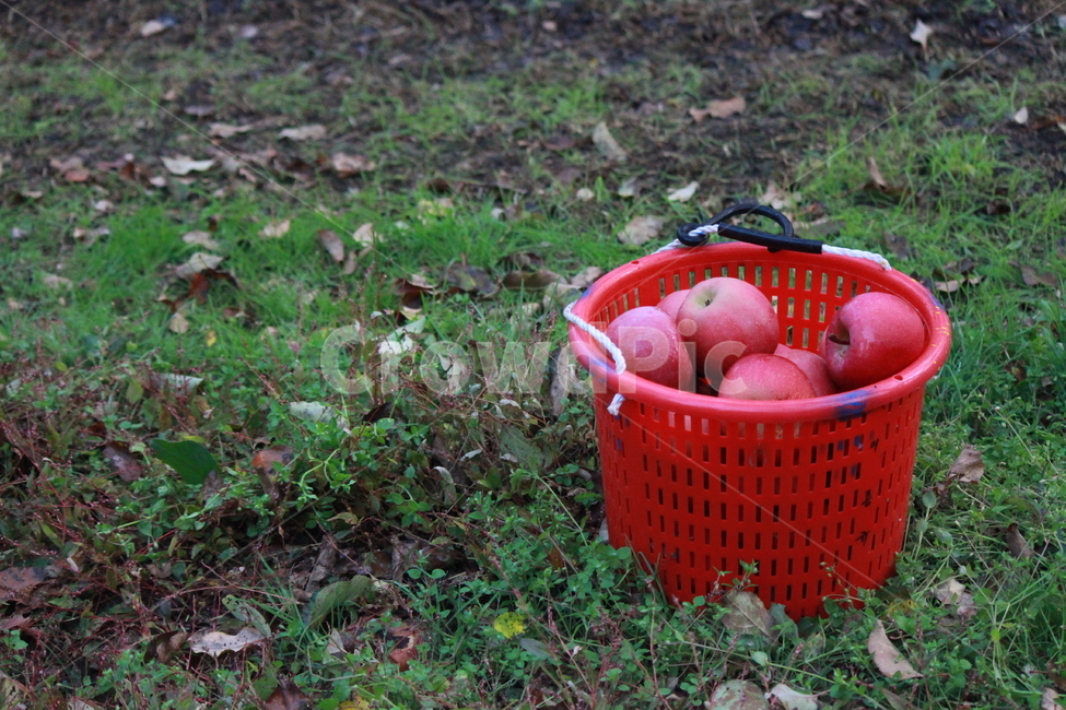사과,바구니,음식,식물,과일,ground,바닥,food,apple,과일,열매,fruit