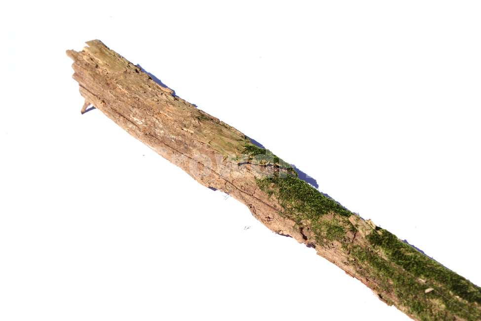 bark,branch,branchesmoss,brown,closeup,detail,dry,green,moss,natural,nature,piece,plant,tree,wood,wooden,이끼,그린,녹색,나뭇가지,오래된,자연,식물,나무,우드,건조한,마른,가지,풀,이끼풀,흰배경,클로즈업,갈색,브라운,나무,trees,wood,누끼,remove background