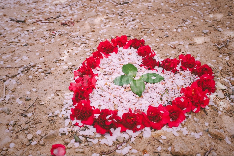 봄,감성사진,꽃,꽃잎,동백,벚꽃,색감,식물,자연,plants,nature,꽃,flower,감정표현,기분,feeling,emotion,기념일,축하,anniversary,congratulation,celebrate,celebration,감성,sensible