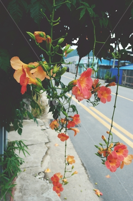 능소화,여름꽃,여름,주황색꽃,주황,꽃송이,넝쿨,꽃,orange,green,flower,plant,blossom,감성,식물,자연,plants,nature,꽃,flower