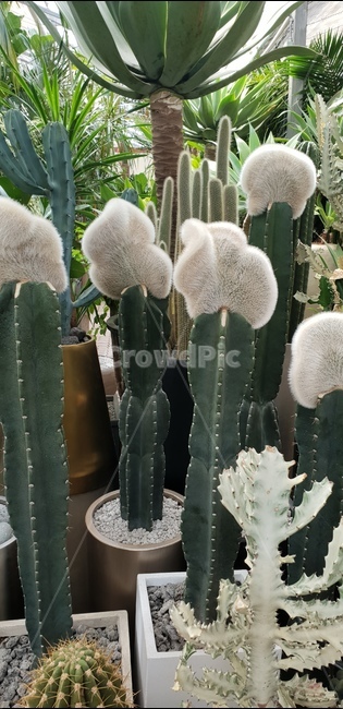 특이한선인장,선인장,다육이,예쁜선인장,독특한,식물,자연,plants,nature